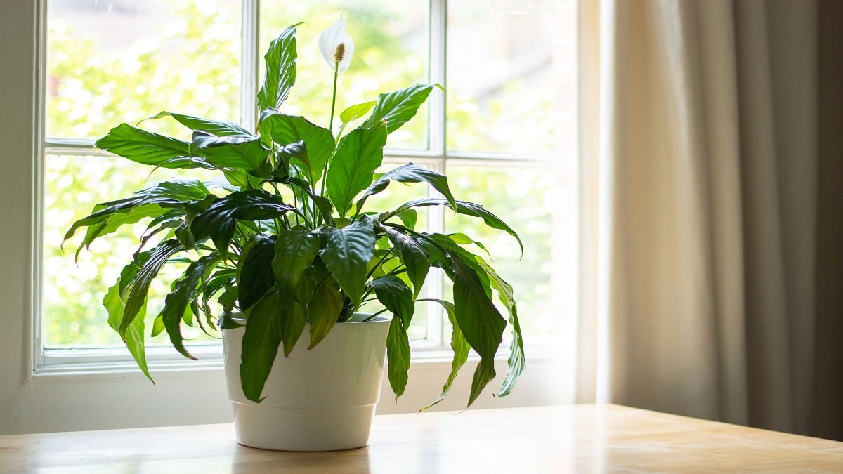 Best Indoor Plants for Health